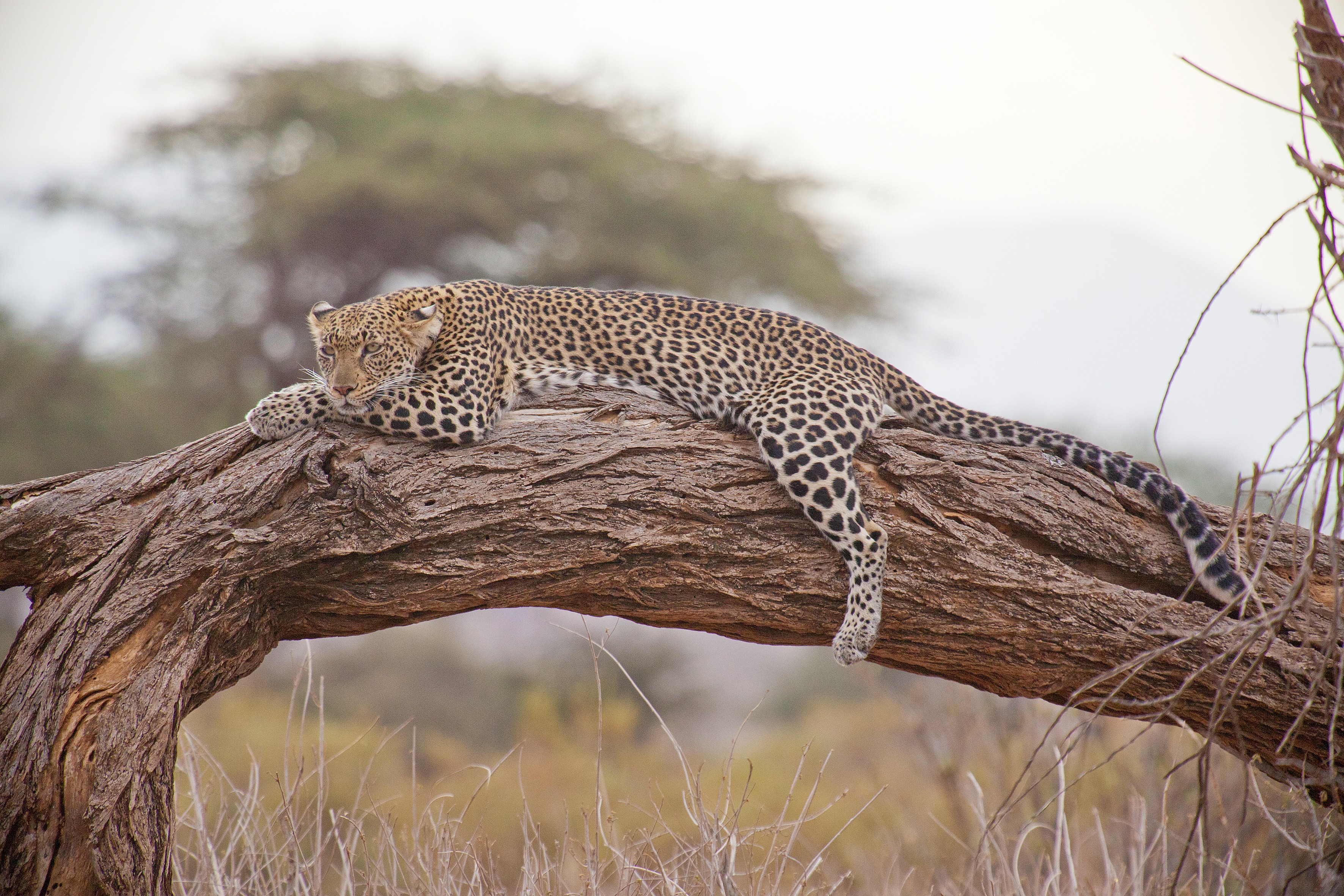 Tanzania Landscape