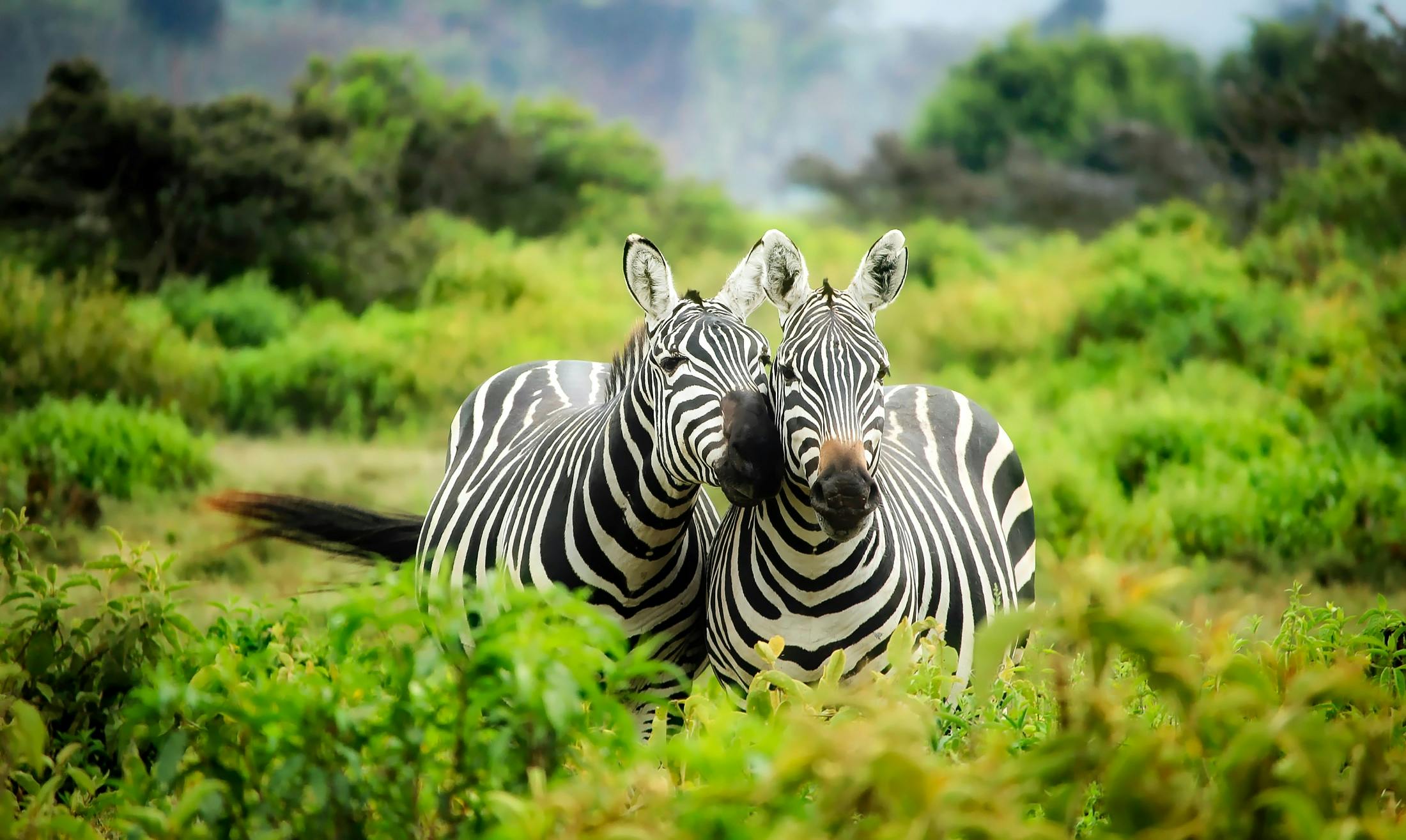 Gates of Zanzibar Safaris